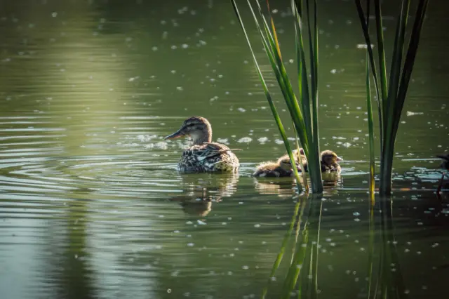 Nature and landscape photography, sample 23