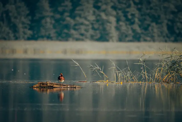 Nature and landscape photography, sample 43