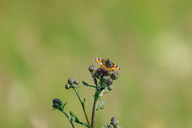Nature and landscape photography, sample 44