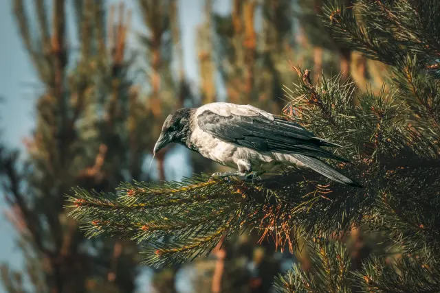 Nature and landscape photography, sample 93