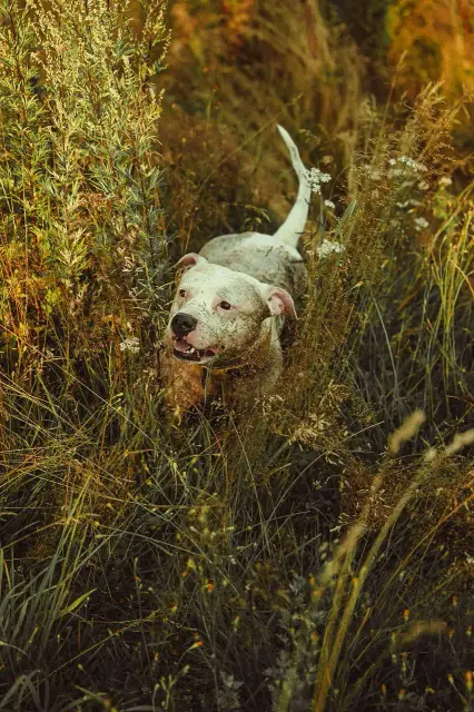 animals 12